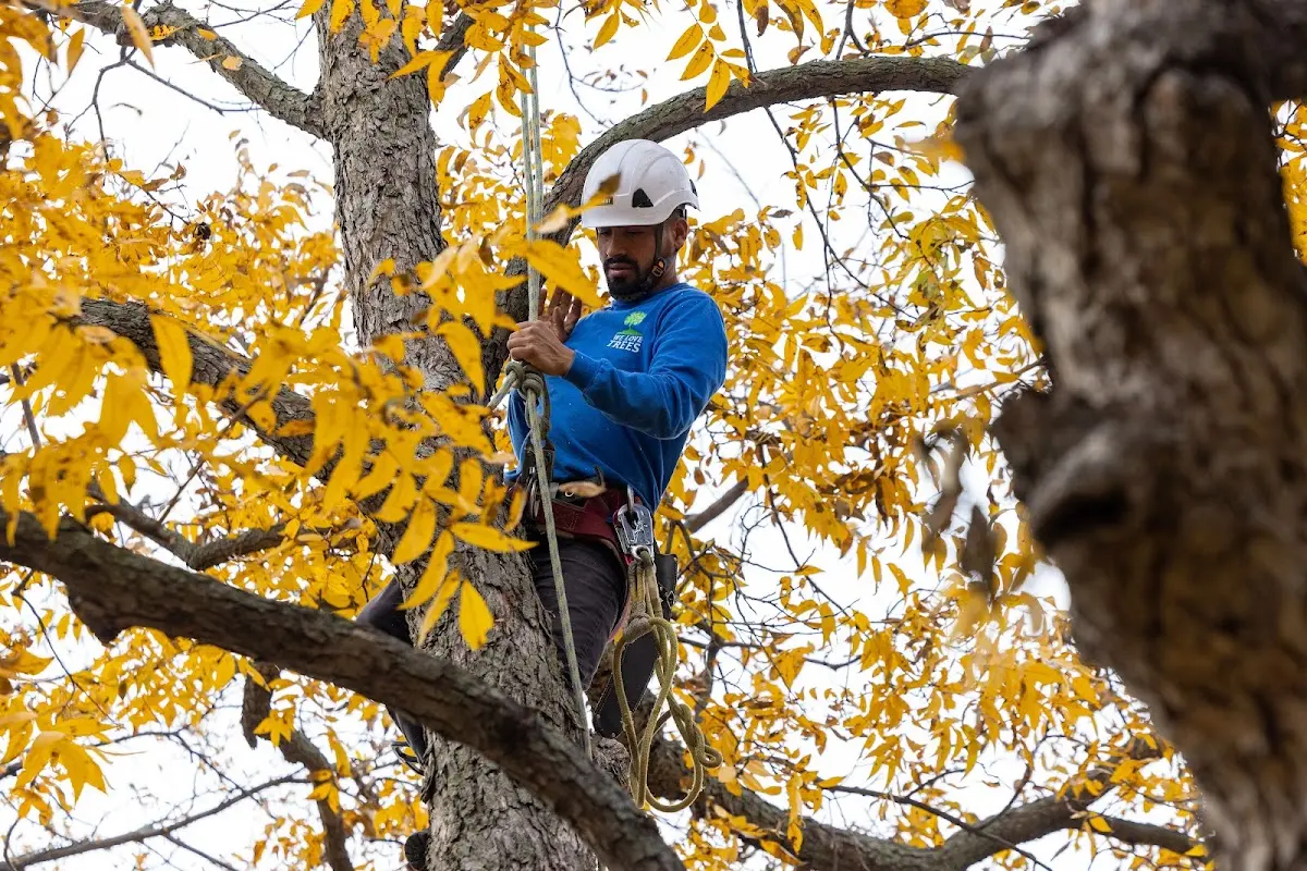 Skilled Tree Transplanting crew working in Stratton